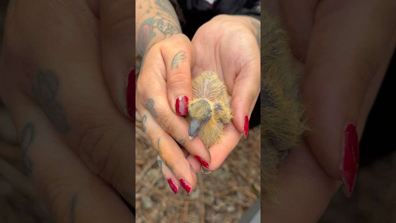 Einsatz am Abrisshaus (Teil 2) #tierrettung #animalrescue #tauben