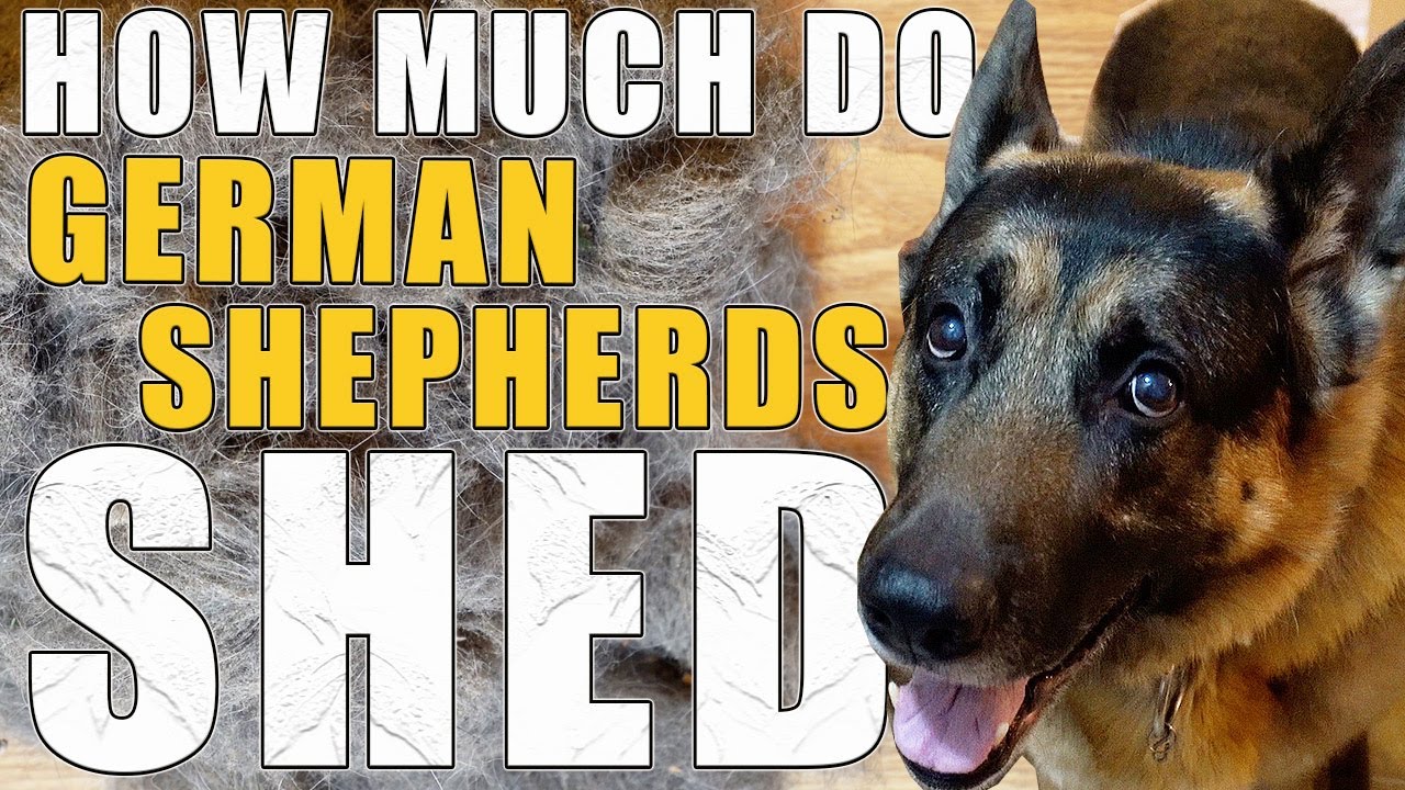 How Much Does A German Shepherd Shed - Vacuuming Routine