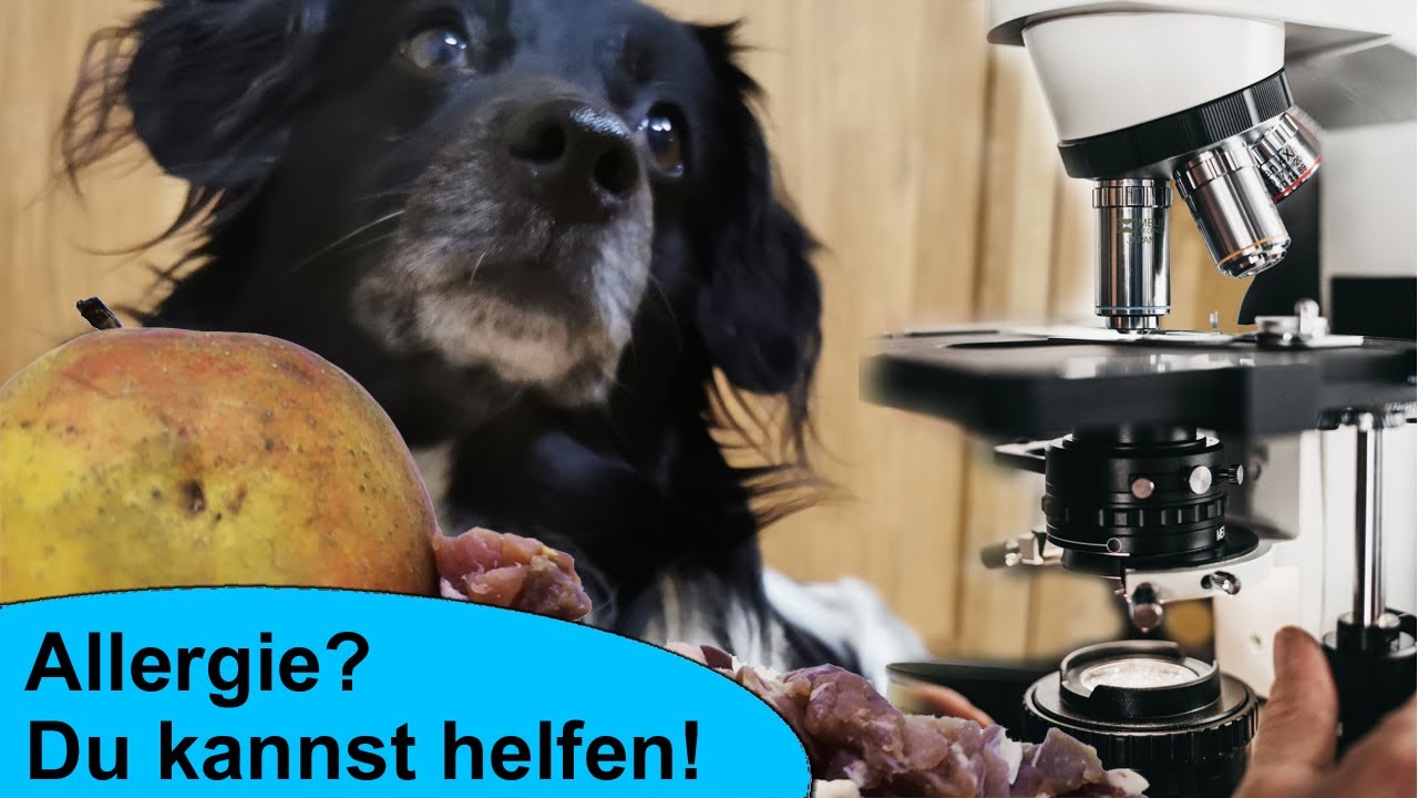 Futterintoleranz, Unverträglichkeit oder Allergie beim Hund? So kannst du deinem Hund helfen!