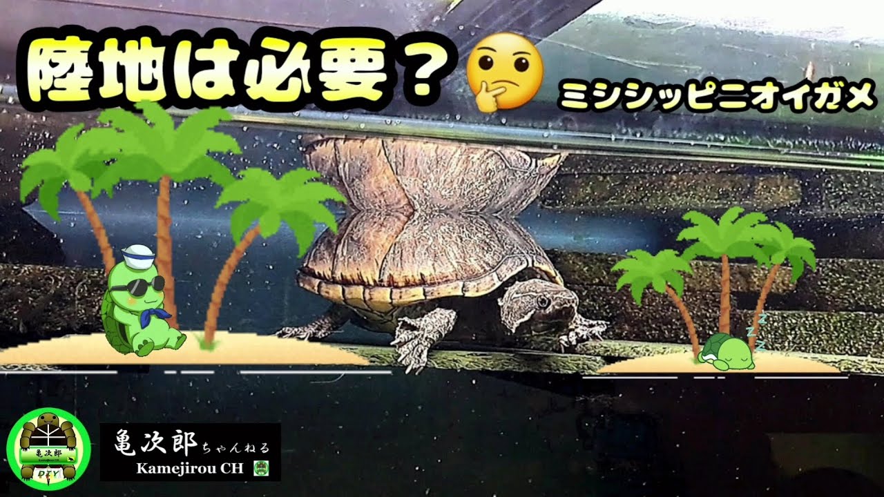 【ミシシッピニオイガメ】陸地は必要？🤔