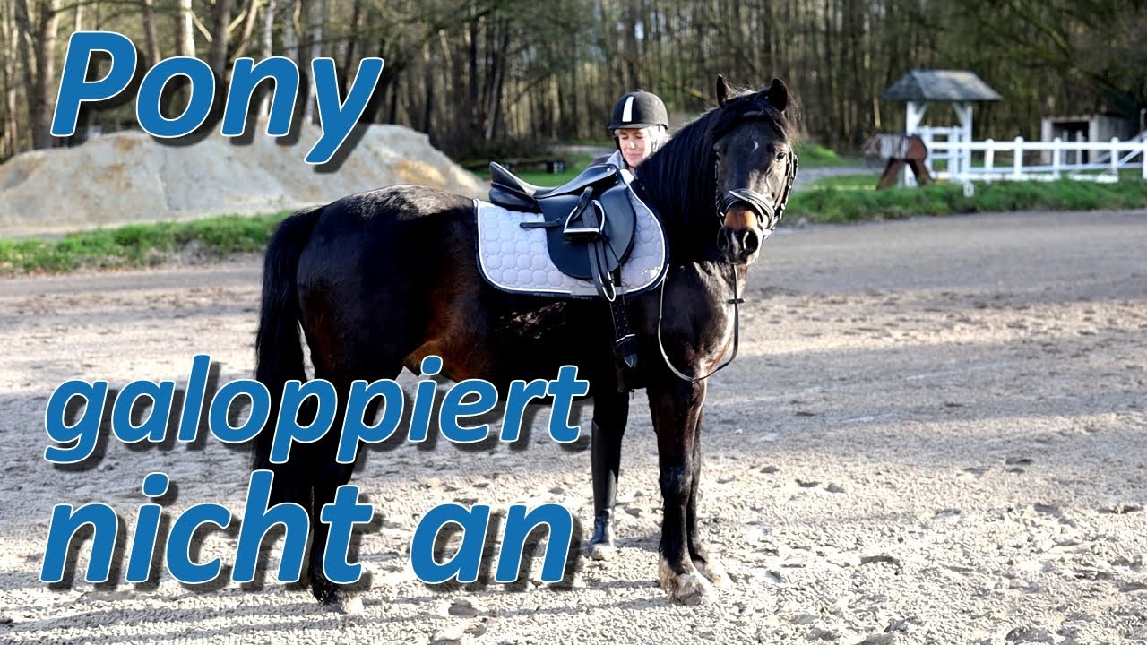 Pony Kalle Cool galoppiert nicht an! Kann Ariane Telgen das ändern?
