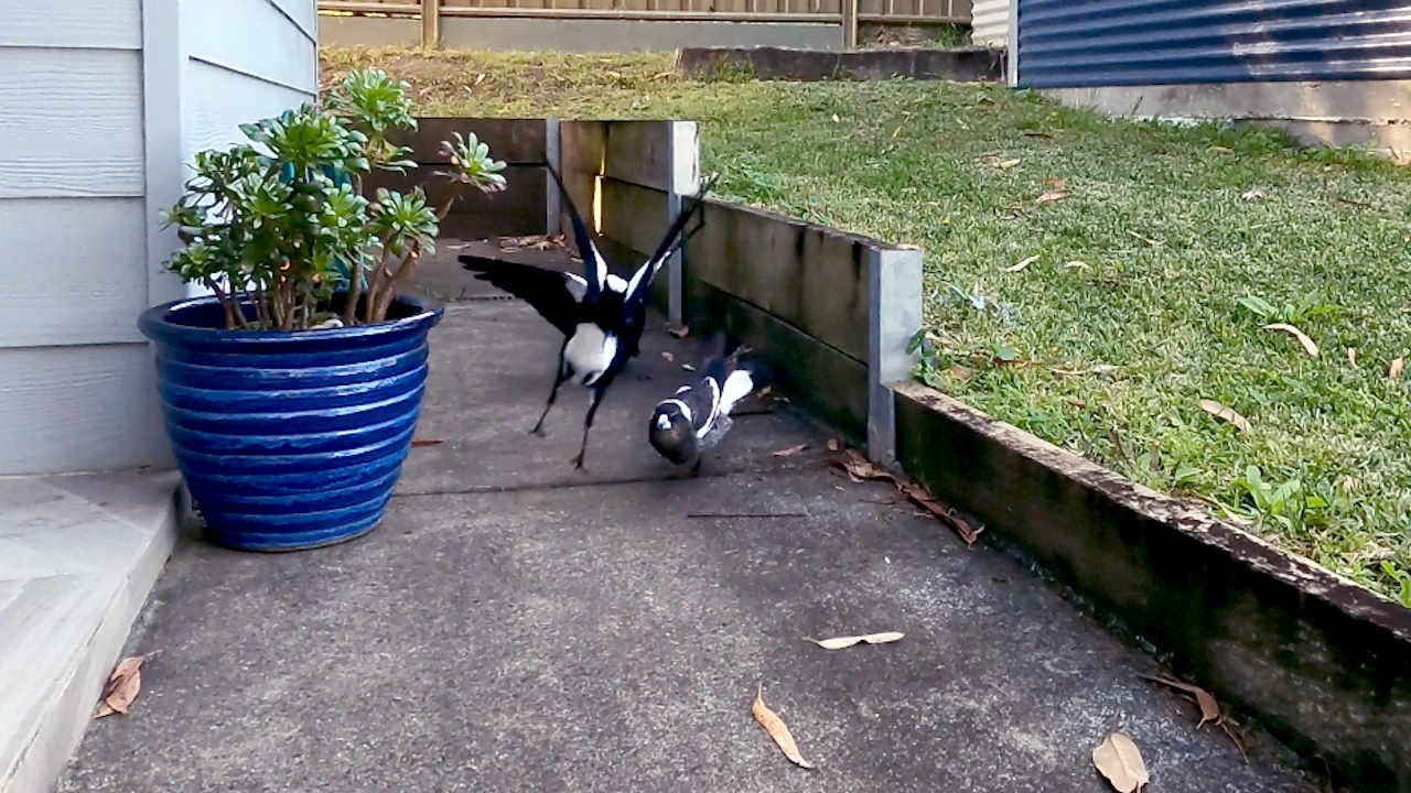 Magpie Attack