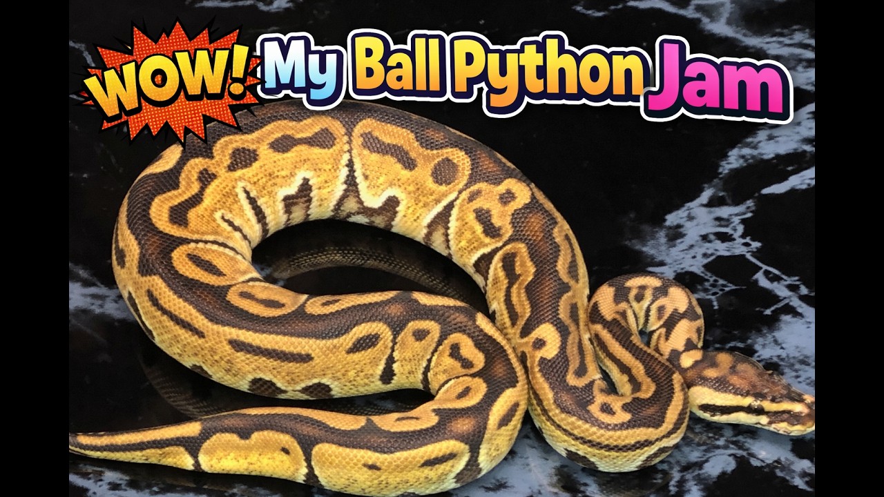 My Ball Python Jam