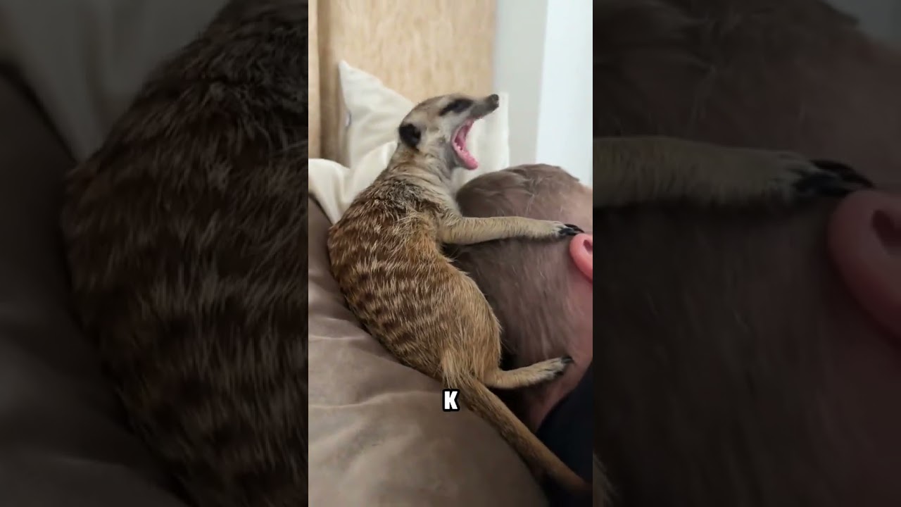 Поставь лайк и Подпишись! #сурикат #животные #animals
