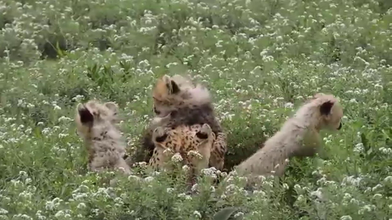 Cheetah mom & 3 cubs in Ndutu, Tanzania