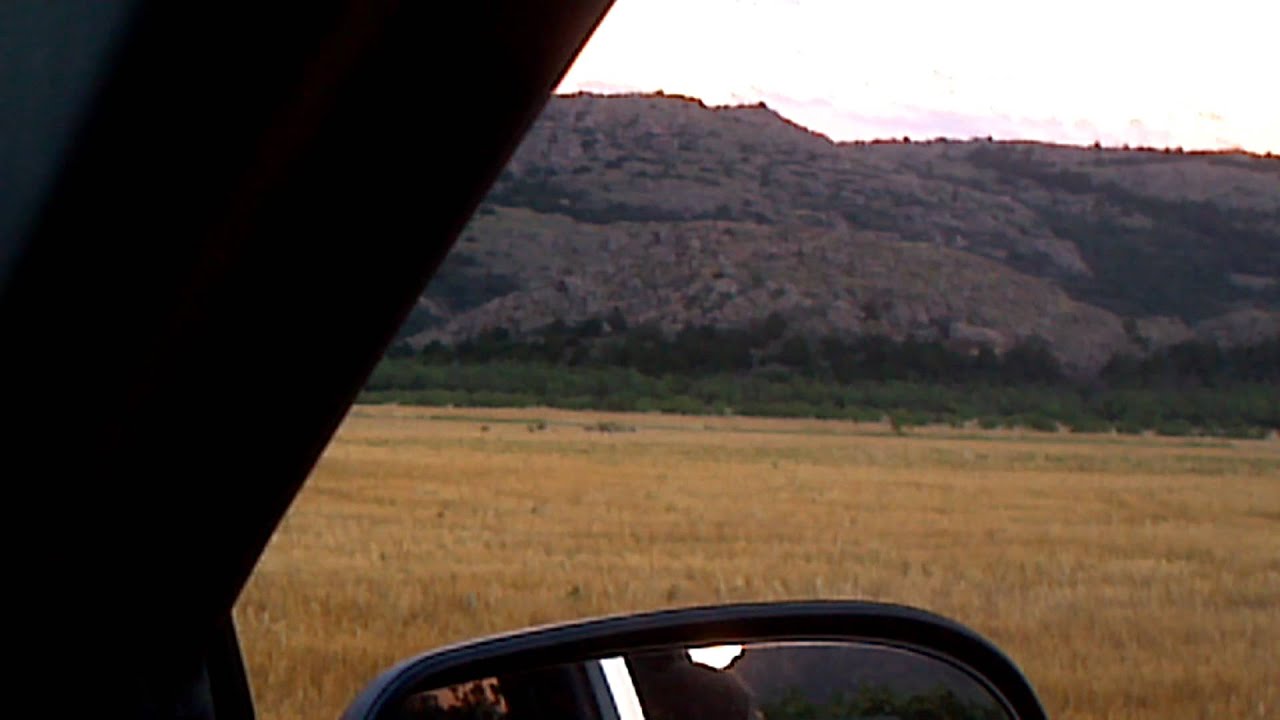 Wild hogs in wheat field
