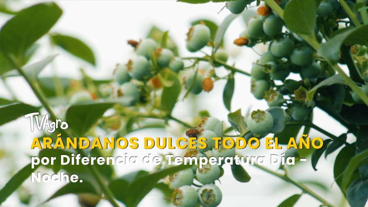 Arándanos Dulces Todo el Año por Diferencia de Temperatura Día-Noche -TvAgro por Juan Gonzalo Angel