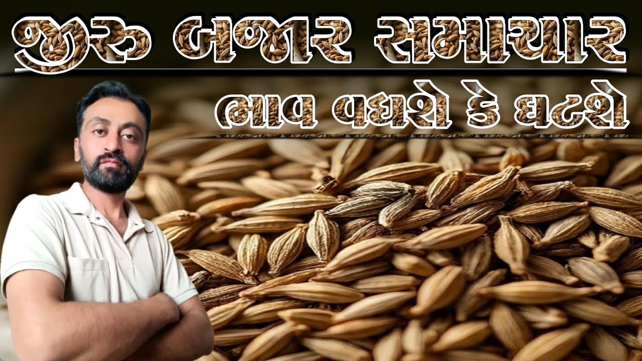 જીરુ બજાર અંગે મોટા સમાચાર, ખેડુત માહિતી