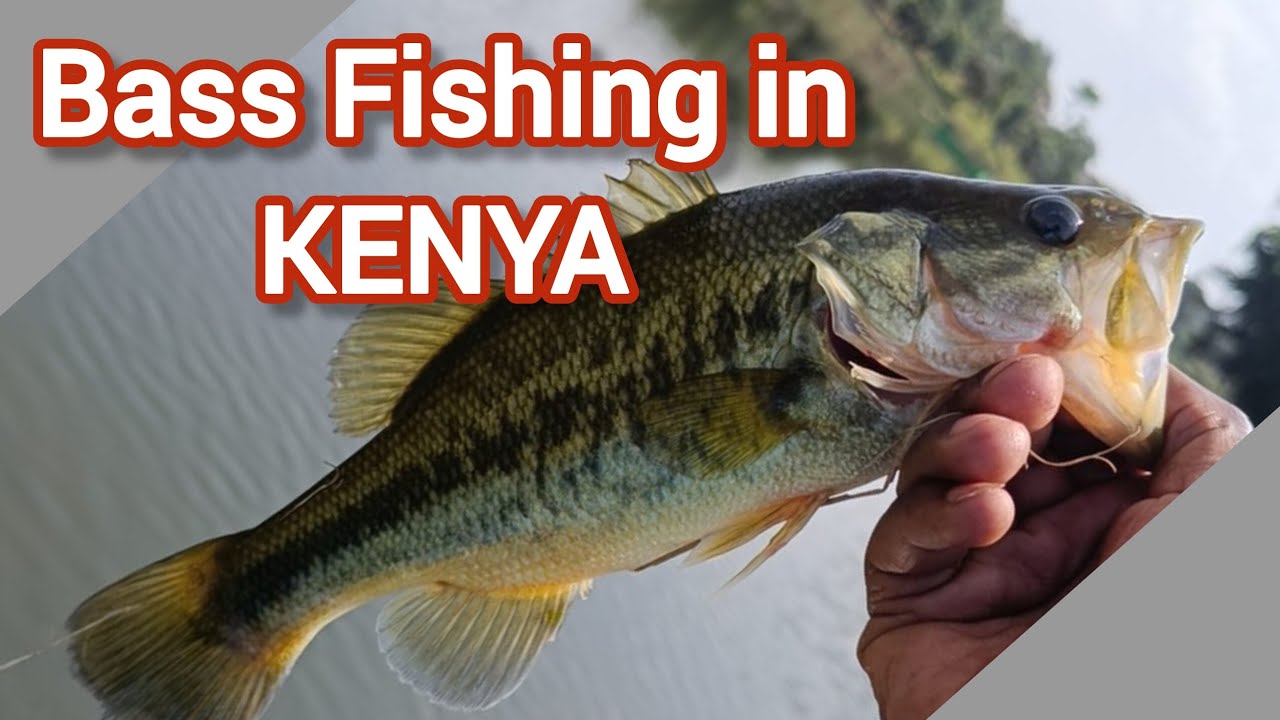 20 Most Asked Questions About Bass Fishing in Kenya (Answered by a Kenyan Angler)