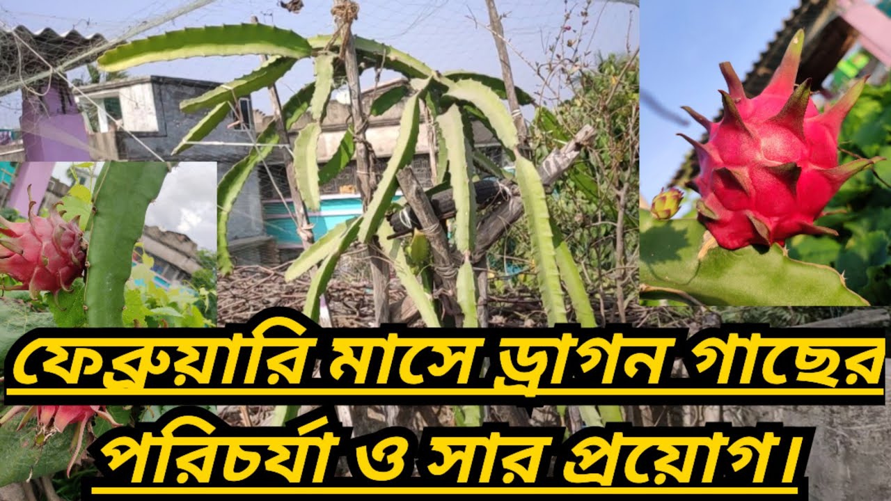 ফেব্রুয়ারি মাসে ড্রাগন গাছের পরিচর্যা ও সার প্রয়োগ।Dragon plant care and fertilization in February