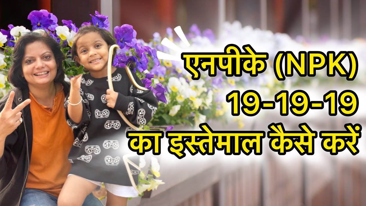 How to use NPK fertiliser | एनपीके (NPK)19-19-19 का इस्तेमाल कैसे करें @PlantFrills #plantfrills