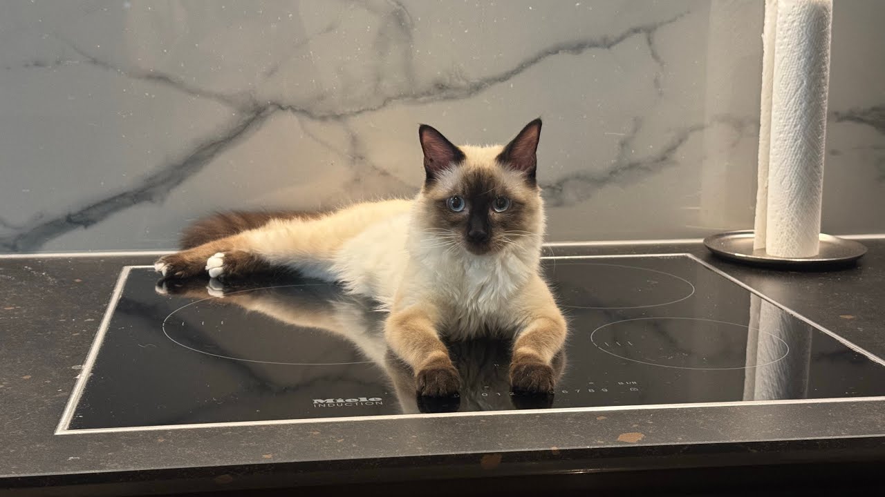 Not the stove again.