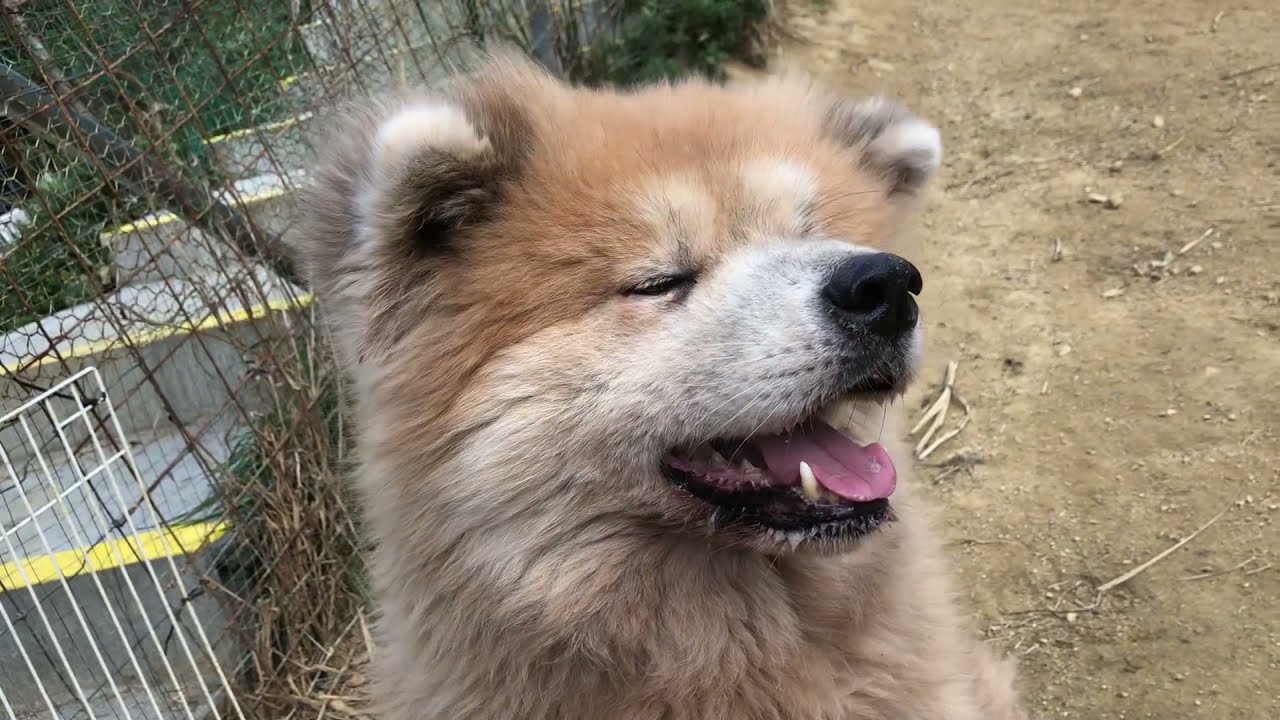 秋田犬の大ちゃんとのほんわかタイム＆野犬タイム