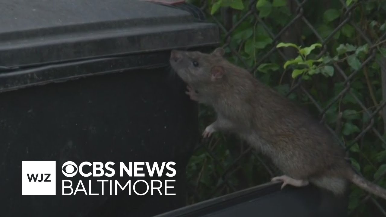 Towson's rat problem addressed by Baltimore County officials after WJZ report