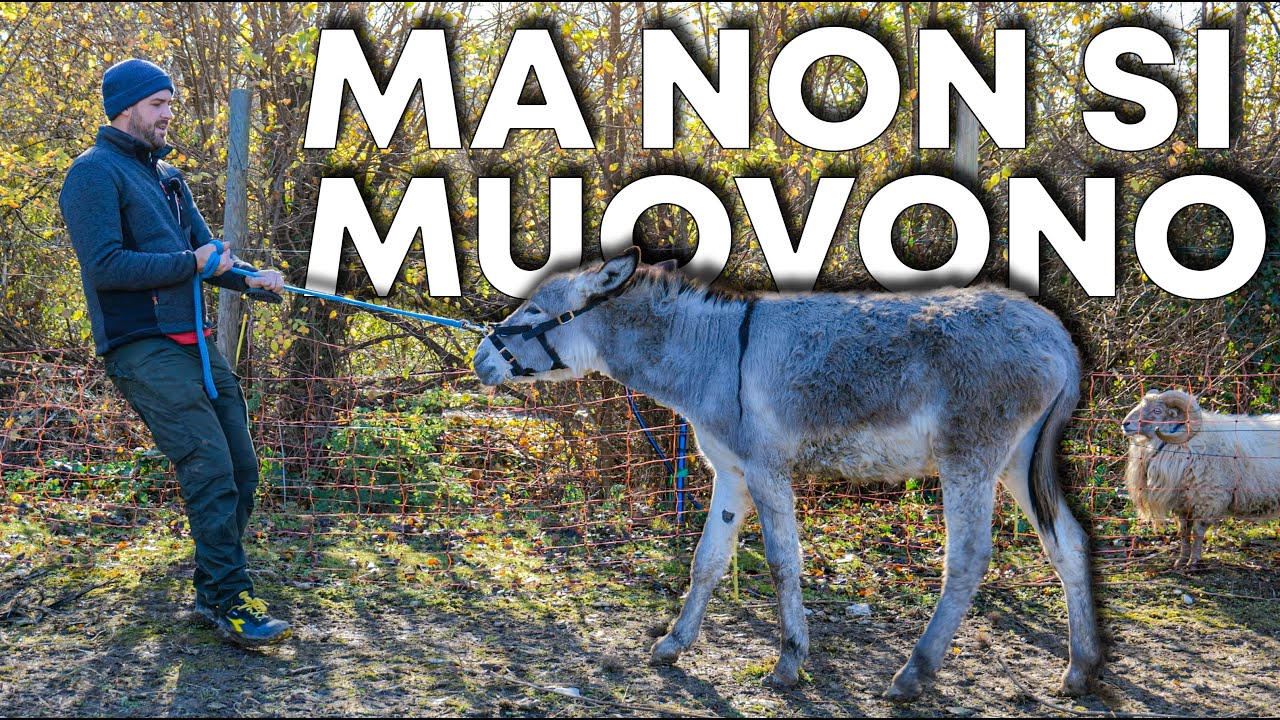 In giro con gli ASINI