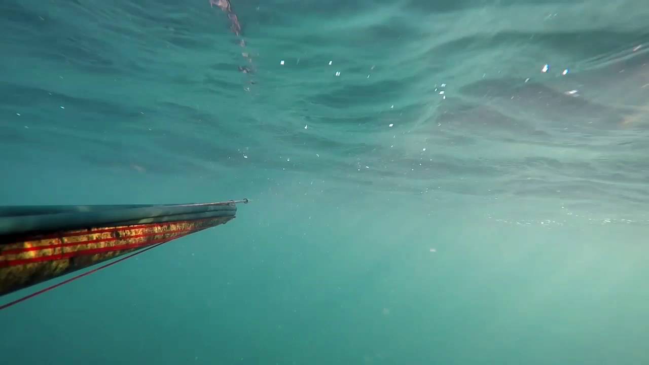 Big bass spearfishing #HeadShot