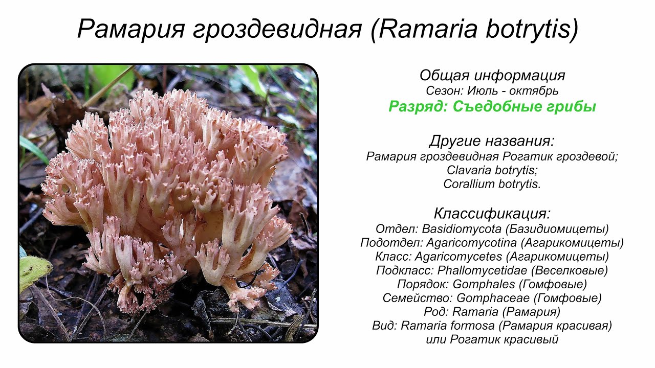 Рогатик гроздевой (Ramaria botrytis)