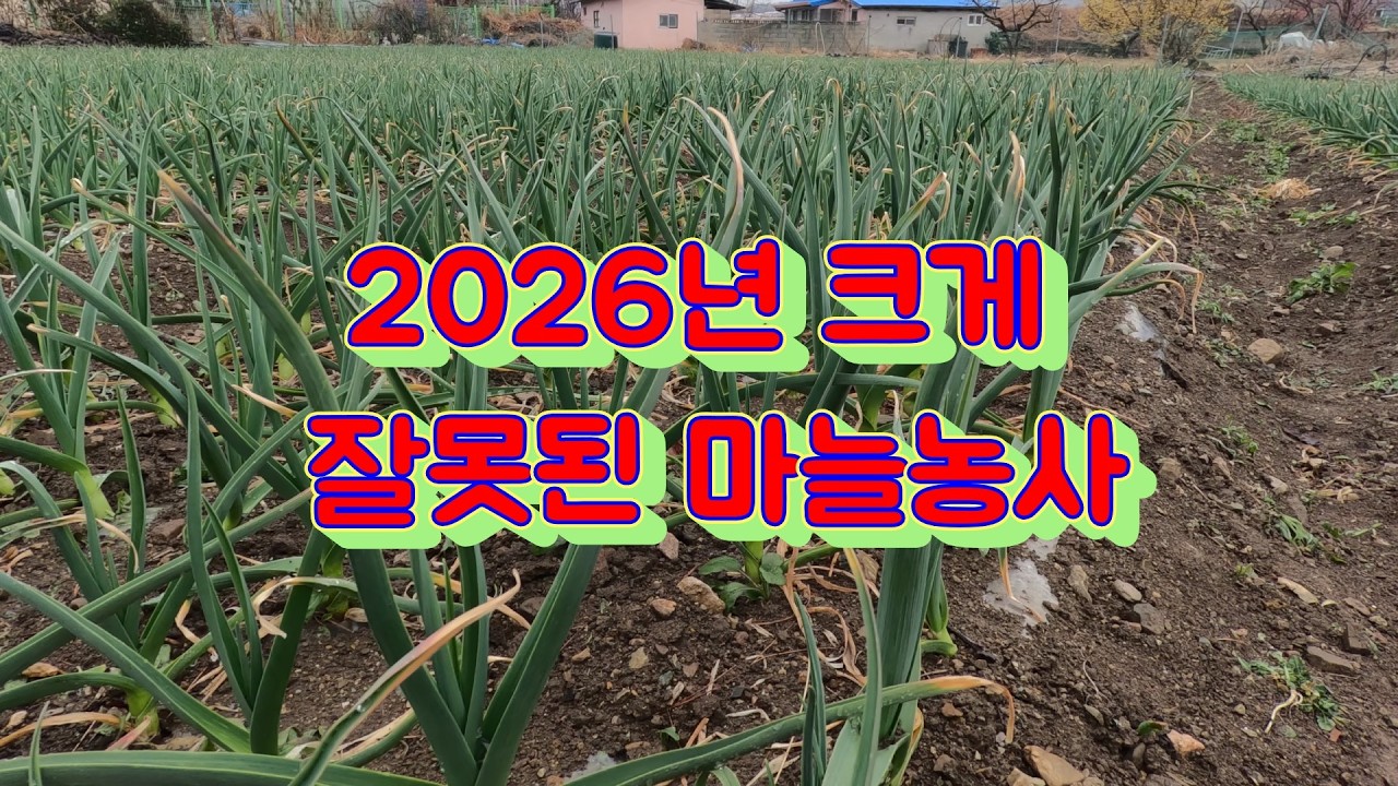 2026년 마늘농사 2가지를 크게 잘못 했습니다