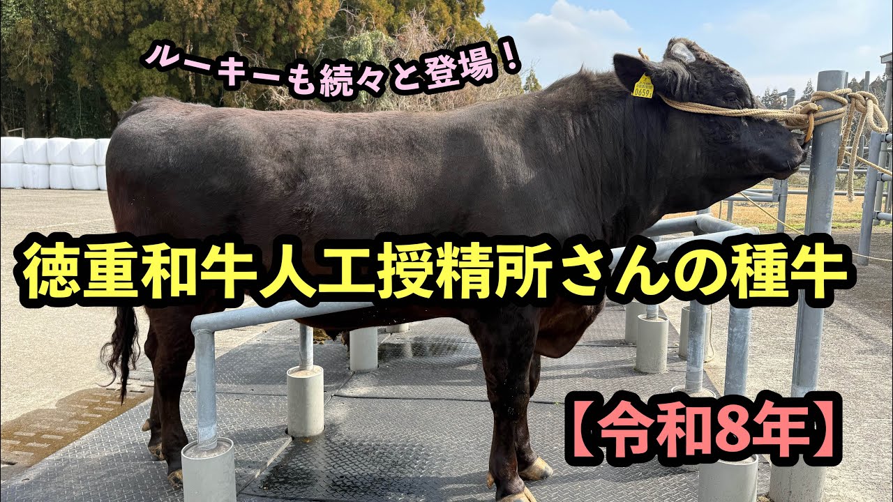 徳重和牛人工授精所さんの種牛達