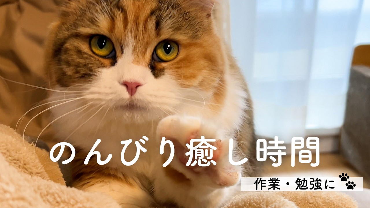 【9分】姉妹猫とのんびり癒し時間🐾作業・勉強用BGM