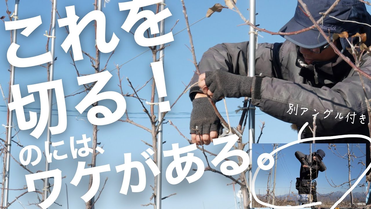 【枝を暴れさせない切り方】りんご（棚）の成木の剪定の仕方 -高密植栽培編-