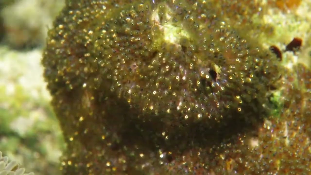 【記録映像】2018年5月16日｜クマノミ孵化・ハッチアウト｜沖縄・恩納村｜BlueLeaf