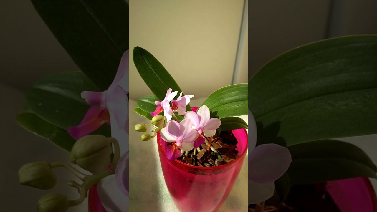 Phal.Liu's Berry ES,очікування і реальність.