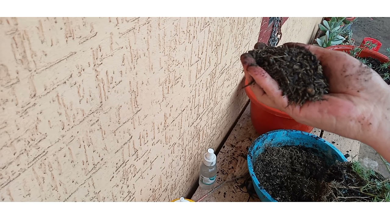 LOTUS  BERTHELOTII o pico de paloma transplantante en maceta colgante