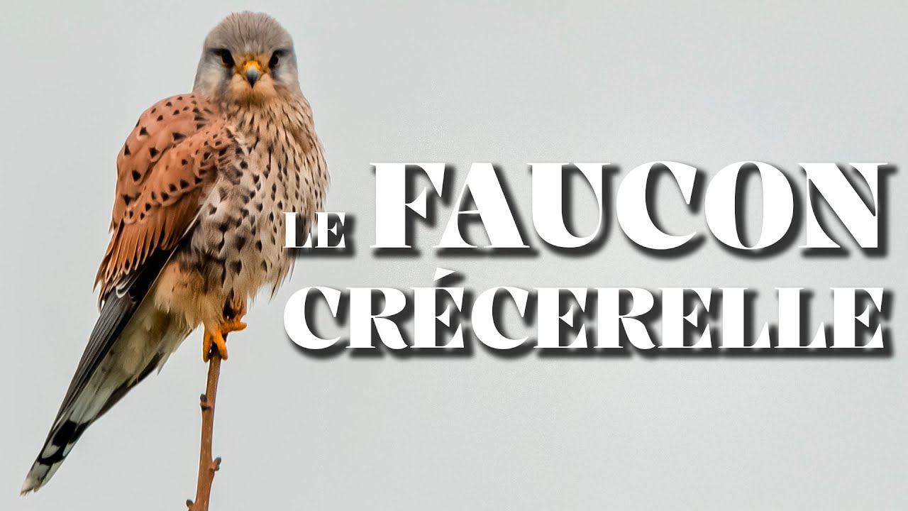 LE FAUCON CRÉCERELLE : La Chronique Du Vivant