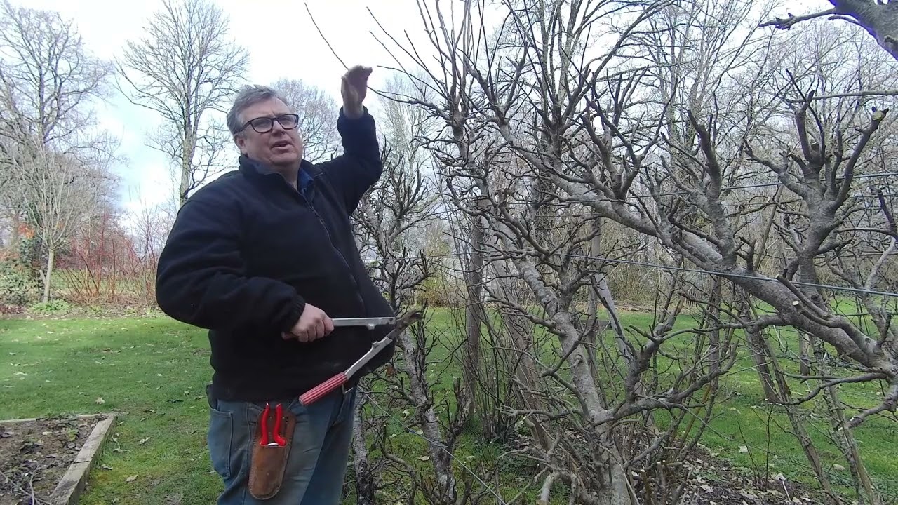 Orchard Pruning Part 1 Cordon and Espalier Apple trees