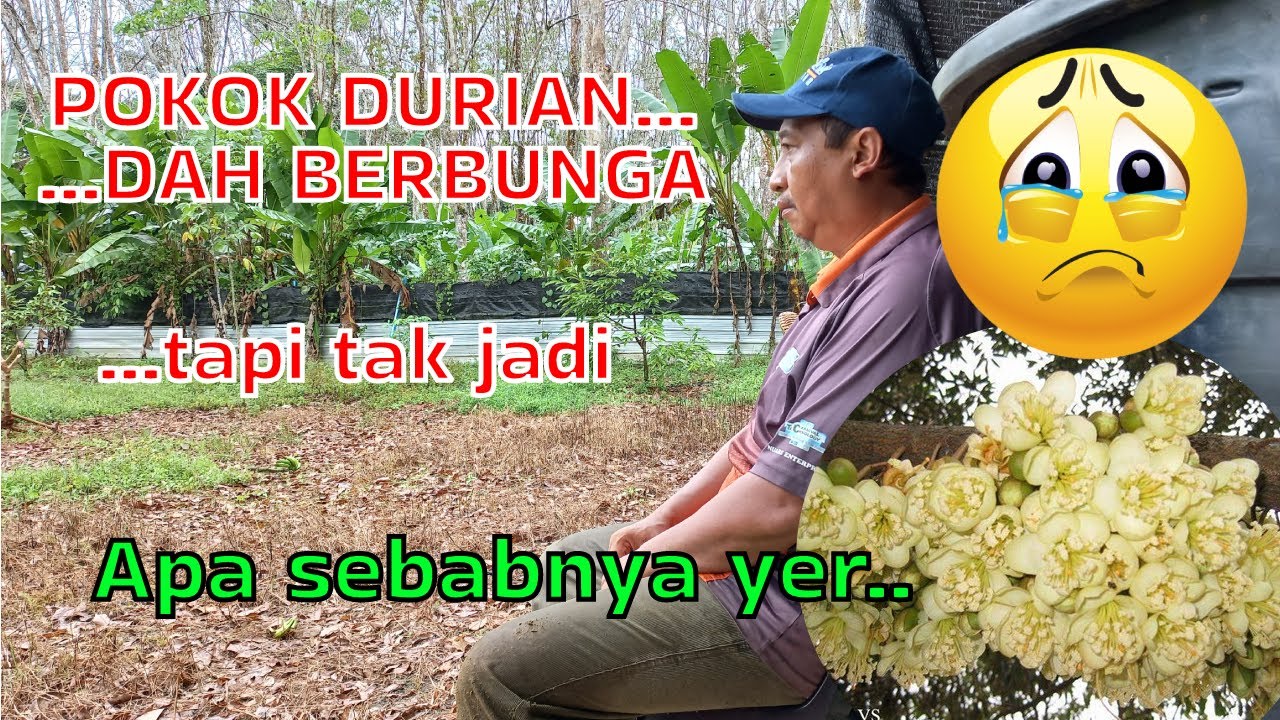 POKOK DURIAN BERBUNGA LEBAT TAPI TAK JADI ?? | APA SEBABNYA...SEDIH | EP 55