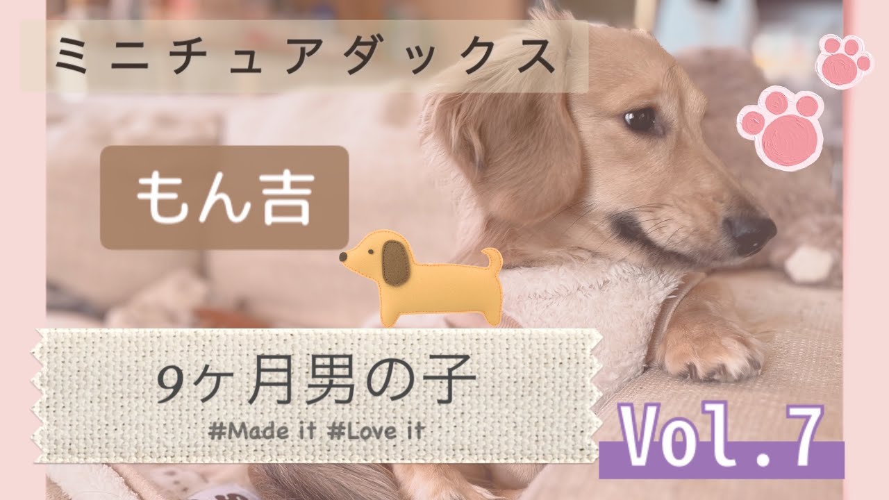 ミニチュアダックス 9ヶ月男の子 お迎えしてから2週間目の動画です