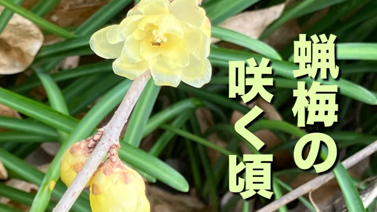一月初旬　蝋梅が咲き始めた散歩道