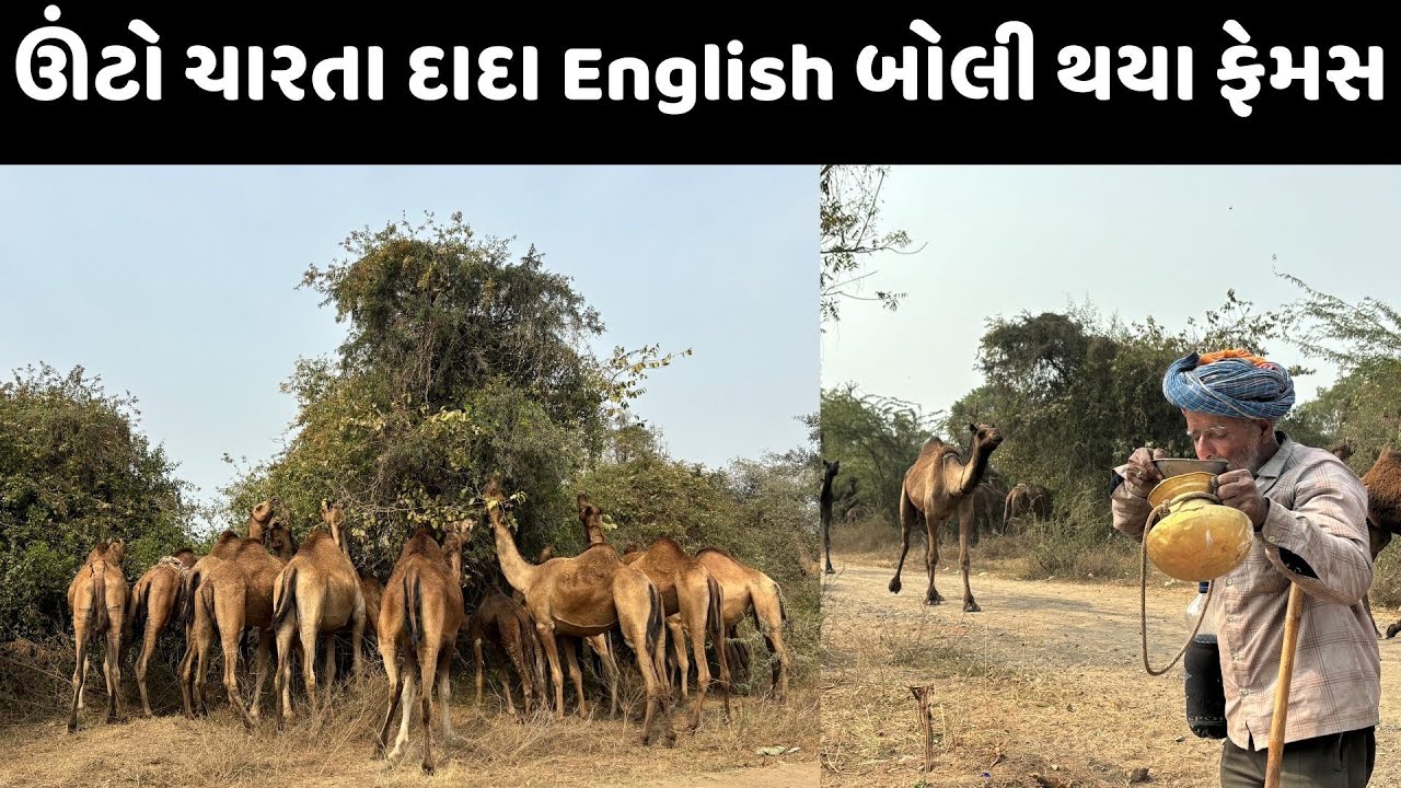 મળો Tata Byy Byy કહેતા ઊંટો વાળા રમુજી દાદાને😄
