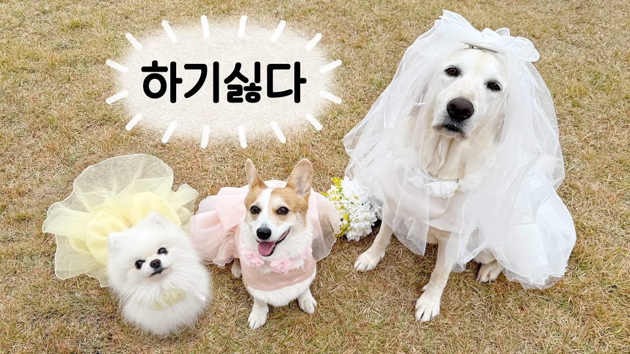 처절했던 결혼식, 강아지 화동 비하인드🥲