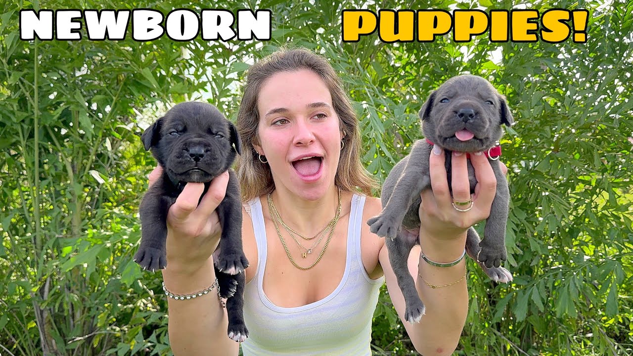 NEWBORN PUPPIES FINALLY OPEN THEIR EYES!