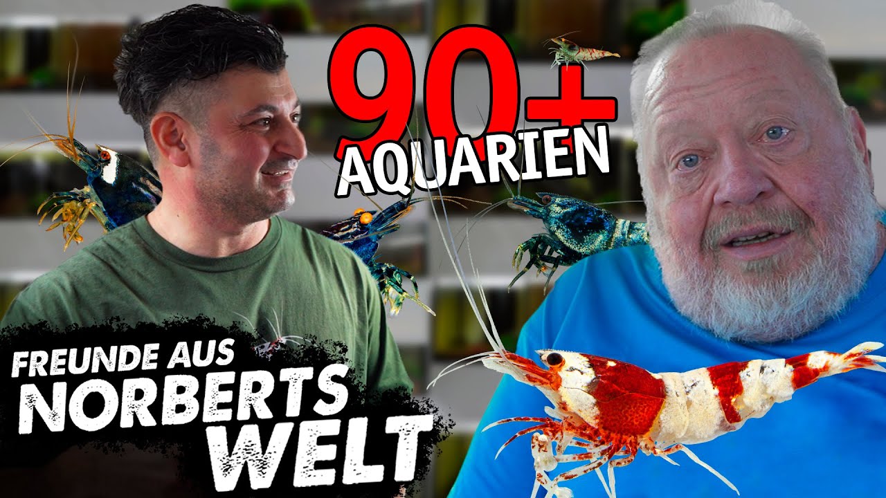 GARNELEN GARNELEN GARNELEN | FREUNDE AUS NORBERTS WELT | Zoo Zajac