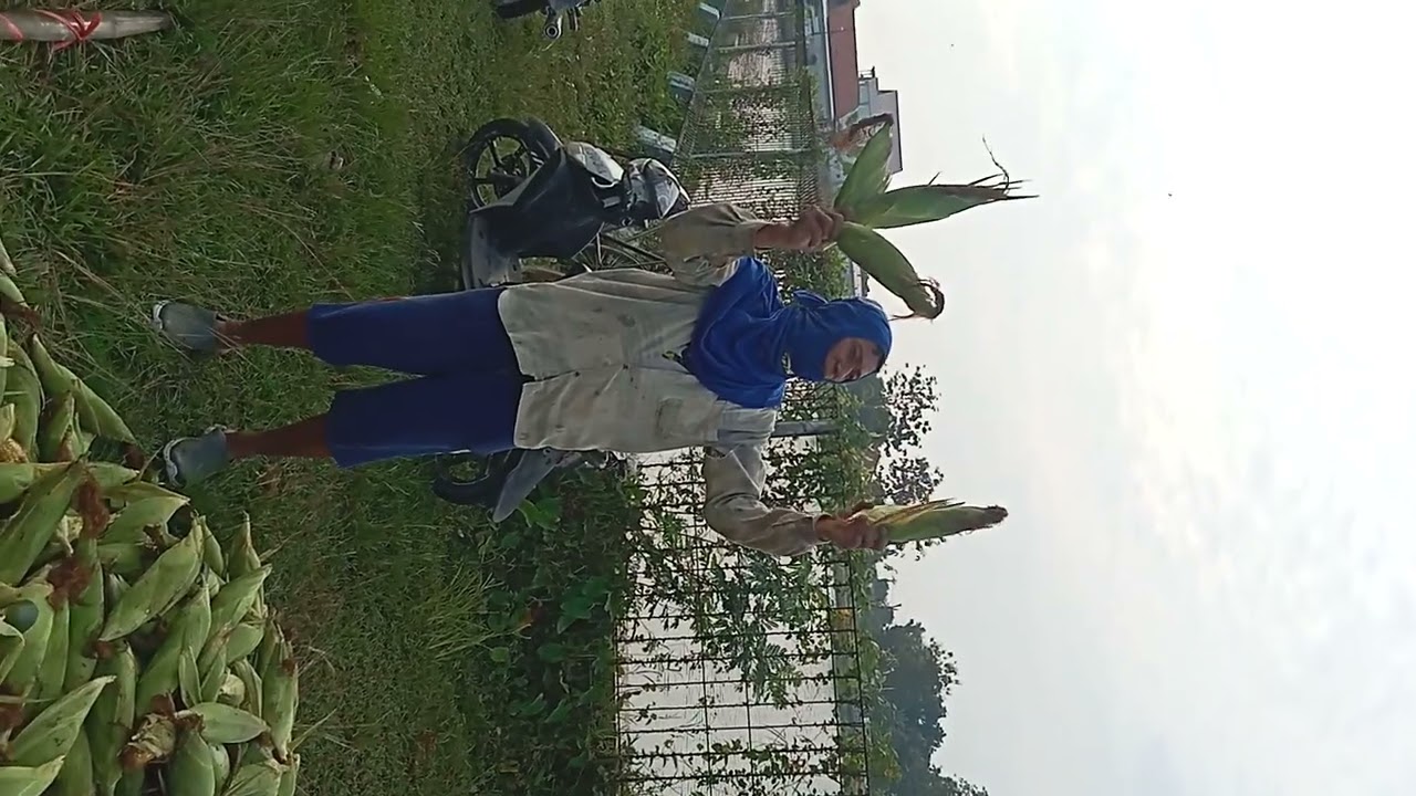 Panen Jagung Manis