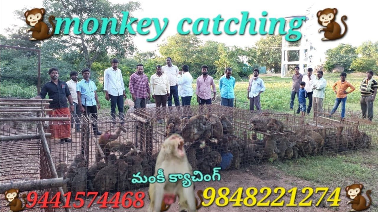 monkey 🐒 kya chin 9441574468🐒9848221274