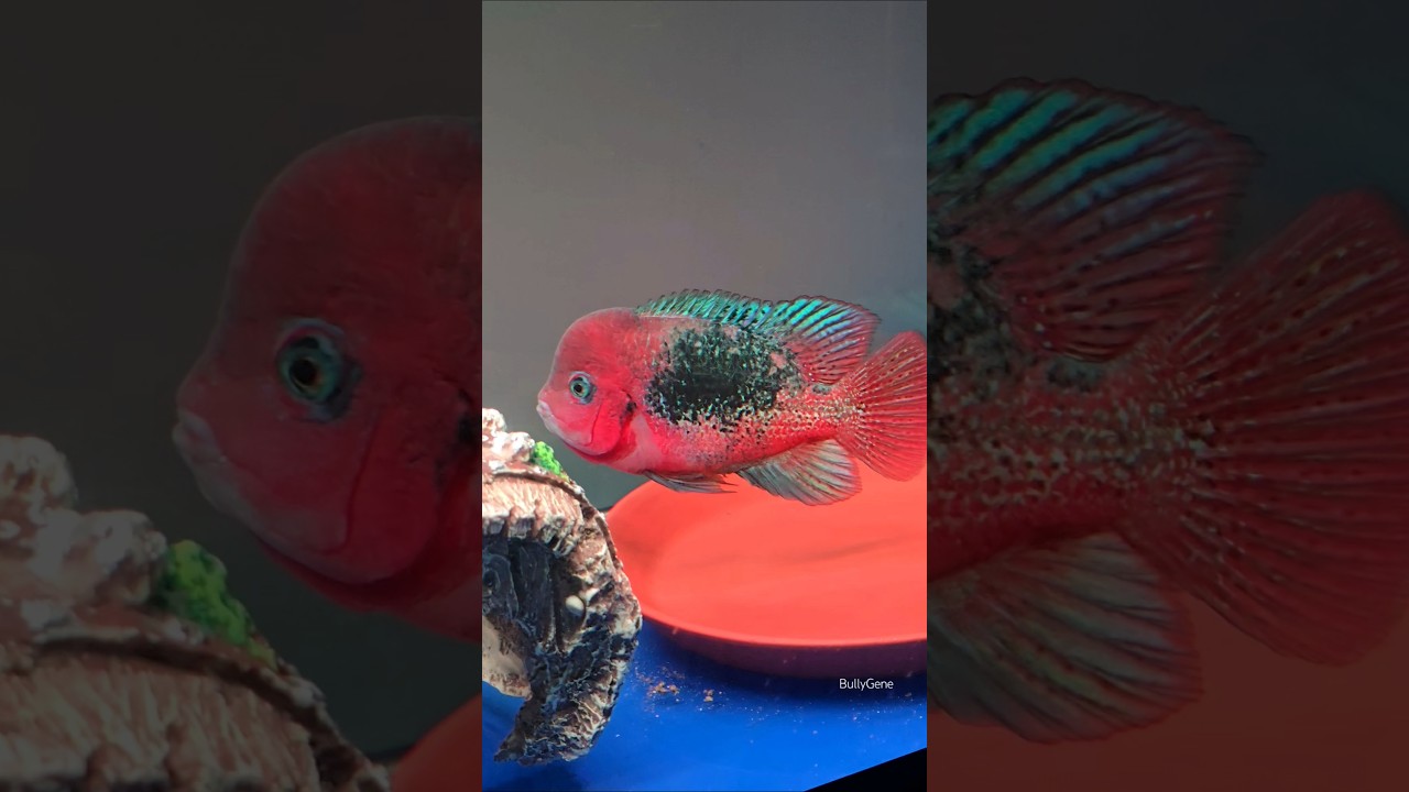 🤯 Elegant beauty 👌 #aquarium #cichlid #vieja #monsterfish #colourful
