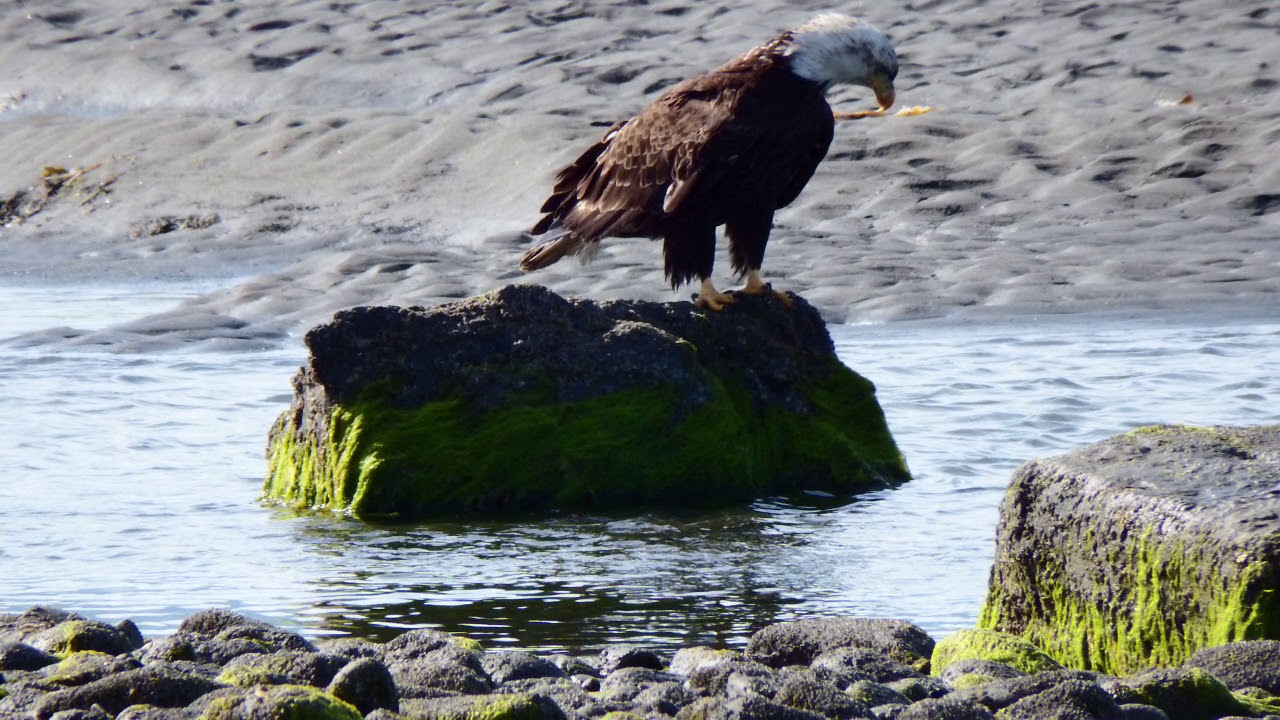Eagle Homer Spit