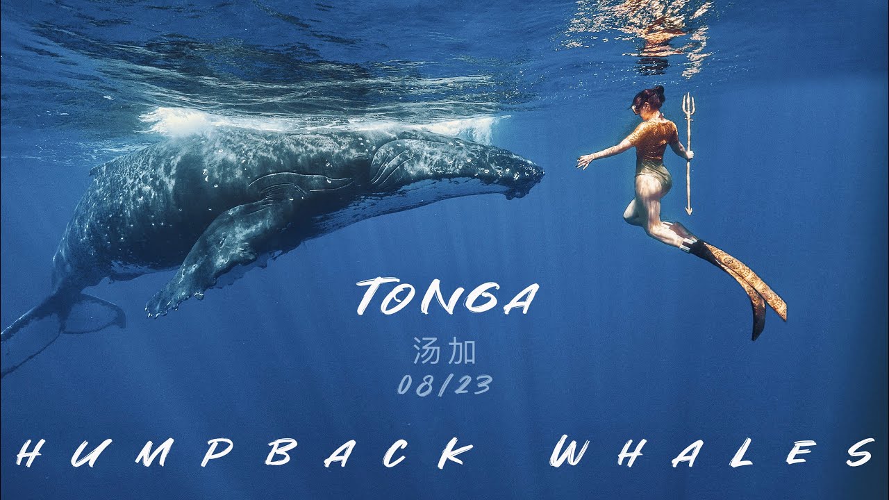 【汤加/Tonga🇹🇴大翅鲸】23年8、9月追鲸🐋｜Humback whales asason In Tonga| Worth coming again? |到底为何让人上瘾？值得再来吗？