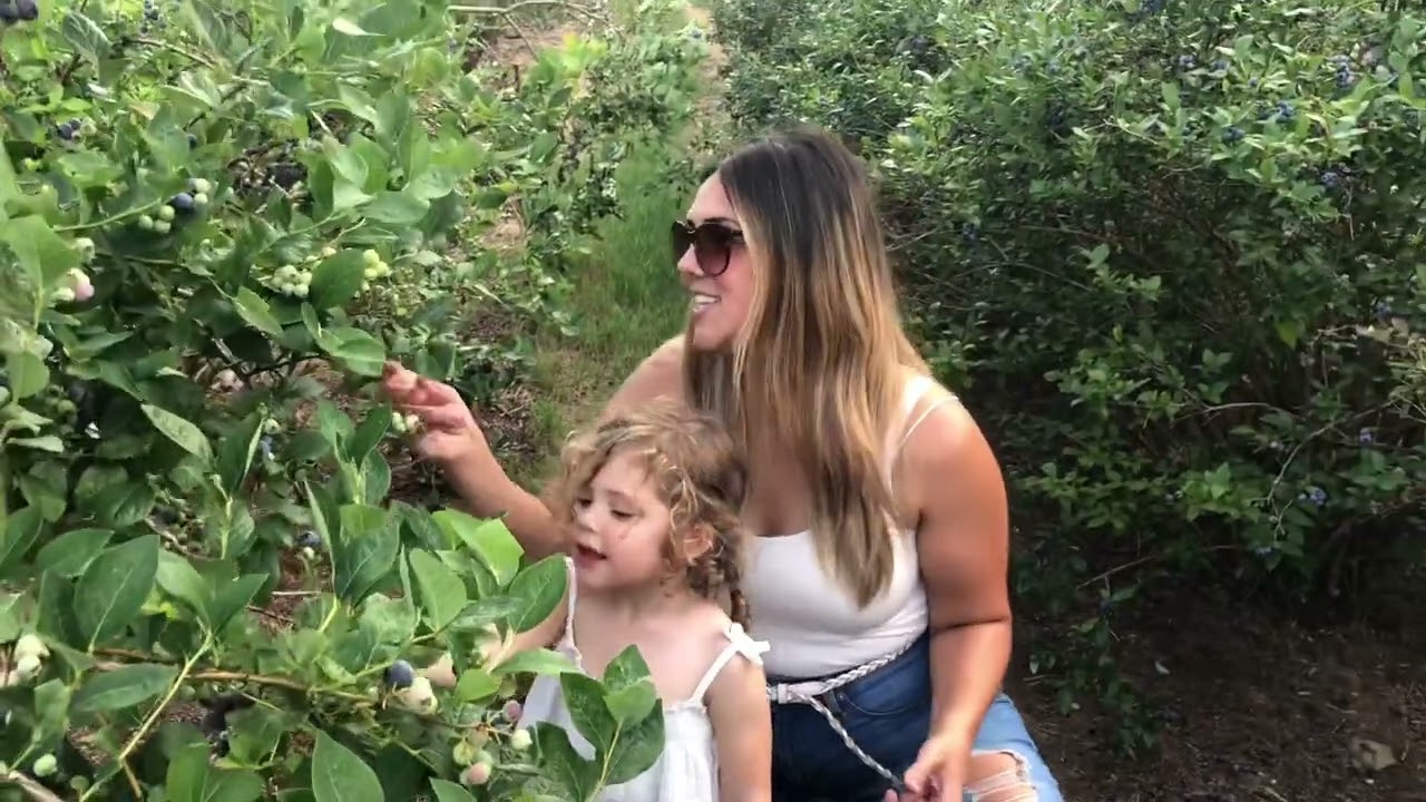 Picking Blueberries at Blueberry Hill In Flat Top WV