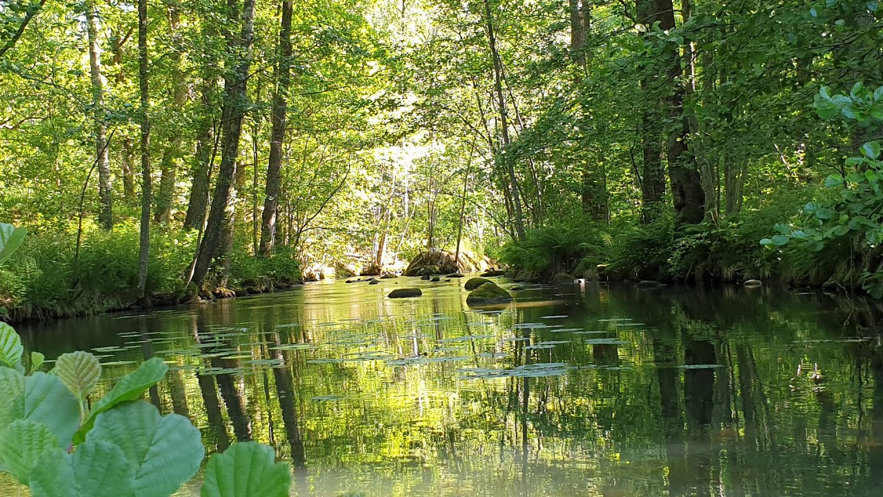 Morning Birds Singing With Soothing Clean River Sounds For Sleeping