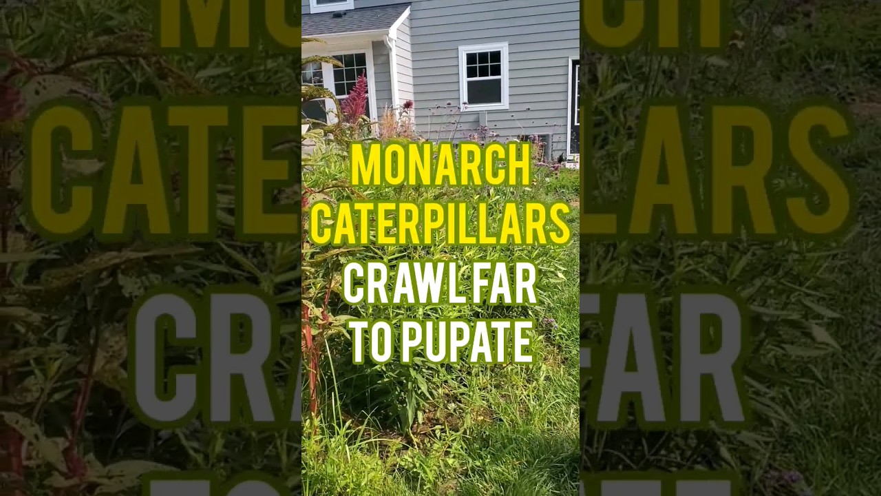 Monarchs will build their chrysalises far from the milkweed patch #monarch #butterflygarden #insects