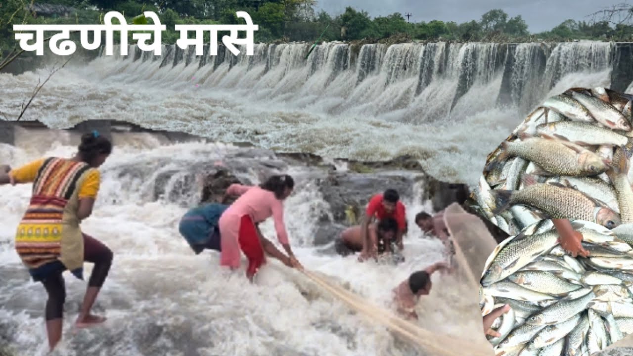 भीमा नदीला आला मोठा पूर चढणीला आले मासे मारळ कवडस कोळस भरपूर पकडले मासे 🌊🌧️