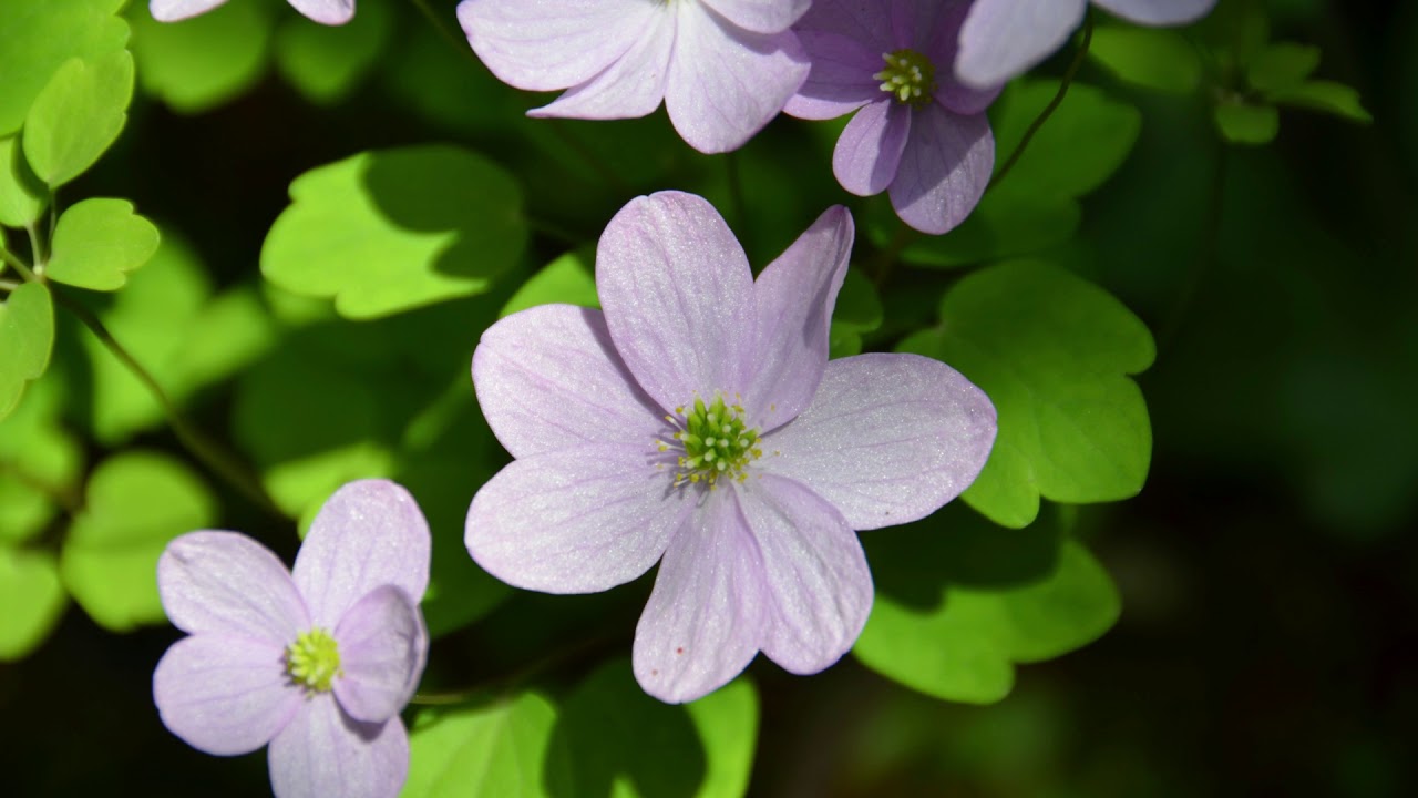 わかれ道  北原謙二( ローノイズ字幕入り)