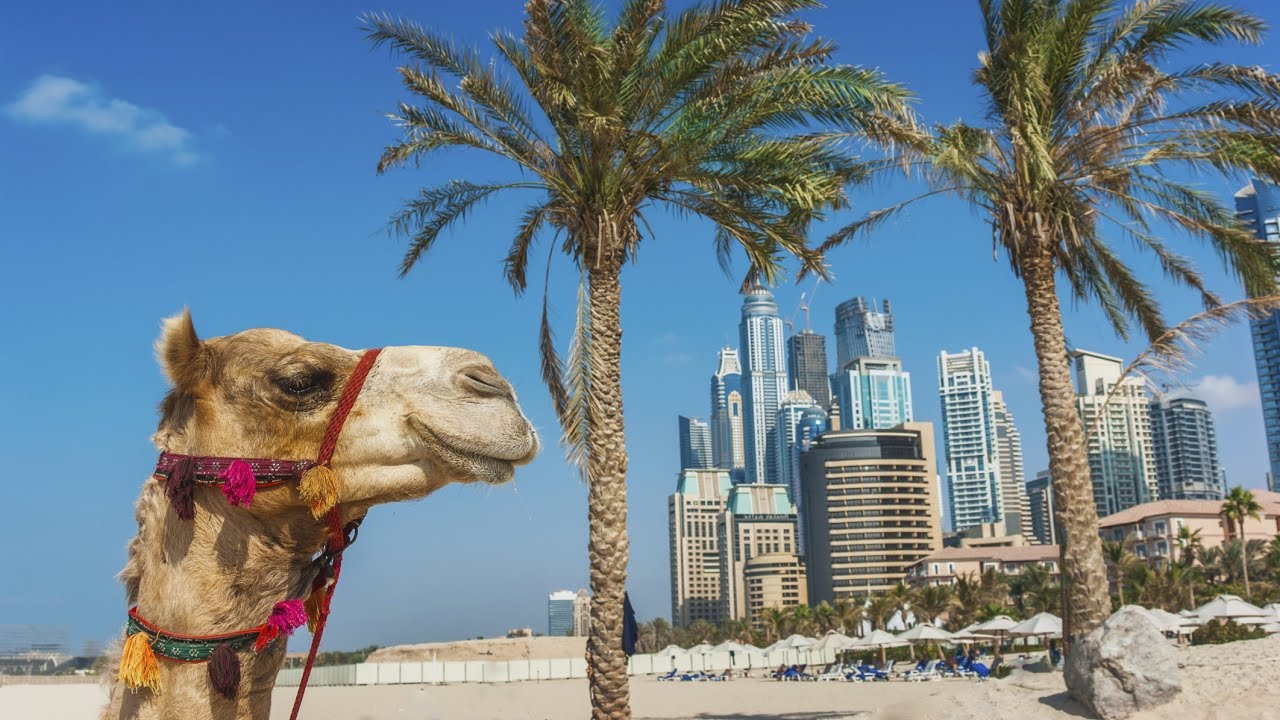 Dubai Super Saver: City Sightseeing Tour and Desert Safari