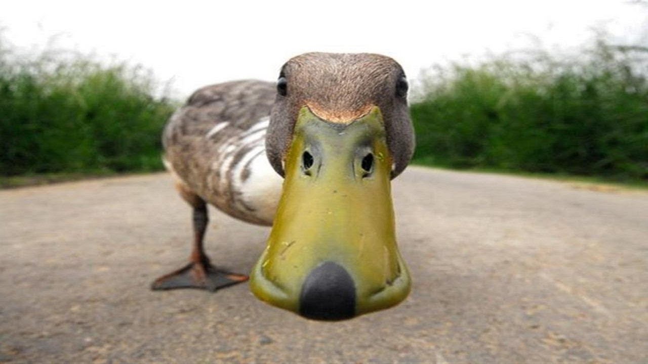 Angry Duck Chasing People And Animals - Funny Ducks Attack Videos Compilation 2018 [BEST OF]
