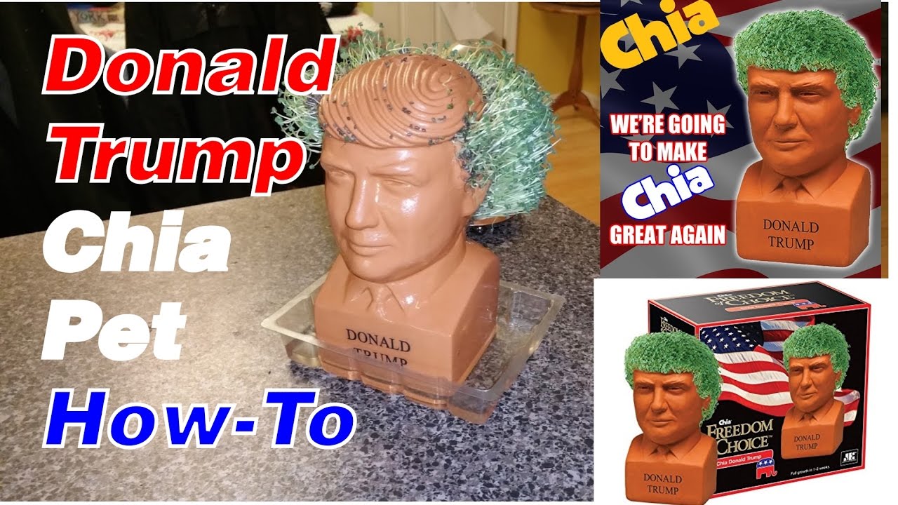 Donald Trump Chia Pet - How To
